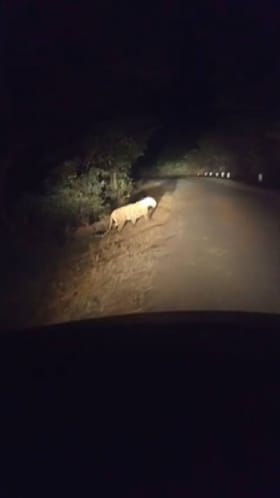 भंडाऱ्यात नागरिकांमध्ये दहशत, बिबट्या दिसल्याने खळबळ...