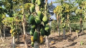 पपईवर रोगांचा प्रादुर्भाव, शेतकरी हवालदिल, उपाय काय?.