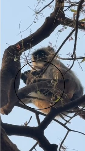 Parbhani : वानराला कुत्र्यांच्या पिल्याचा लळा