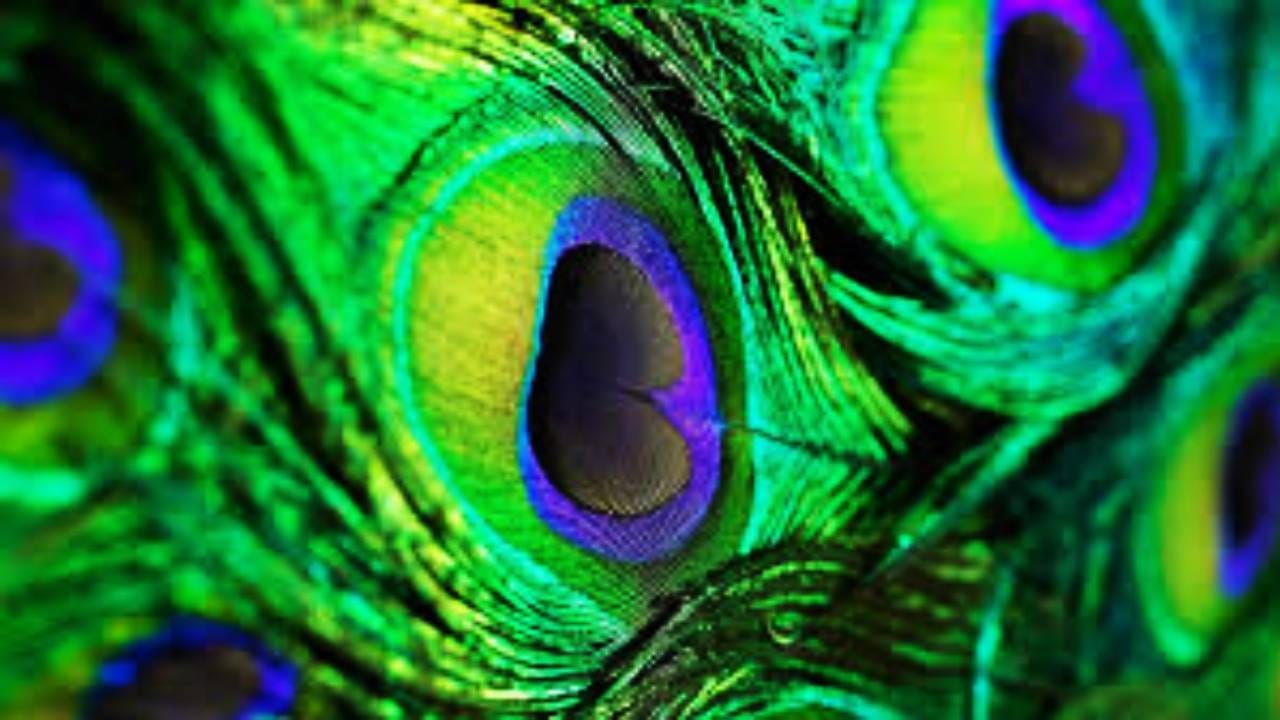 मोराचा पिसारा तर अत्यंत आकर्षक आणि चित्तवेधक दिसतो. मोरपंखी रंगाची भुरळ पडते. अनेकांना हा रंग आवडतो. साडीत या रंगाला खास महत्त्व आहे. दरवर्षी पावसाळ्यात मोराचे पिसारा फुलवलेले नृत्य पाहुन अनेकांचे मन वेधले जाते. अनेक जण या सोहळा डोळ्यात साठवून ठेवतात.