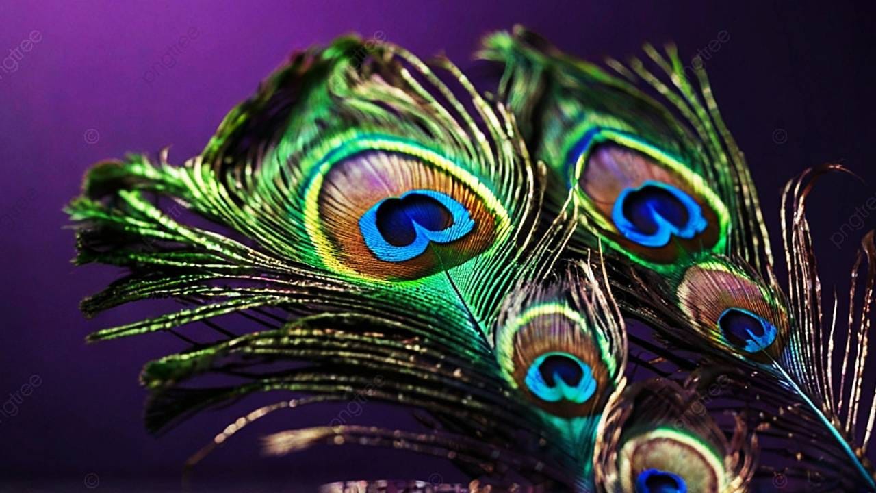 पण मोर हा पिसारा लांडोरला आकर्षित करण्यासाठी, तिची प्रणय आराधना करण्यासाठी फुलवत असतो. पावसाळ हा मोरांच्या प्रजननाचा काळ मानल्या जातो. या काळात मोरांचा पिसारा हा अधिक दाट आणि झुबकेदार दिसतो. मोराच्या चालण्यात एक ऐट असते. मोर तसा लाजाळू पक्षी आहे. पण प्रणयराधनेत तो पुढाकार घेतो. 