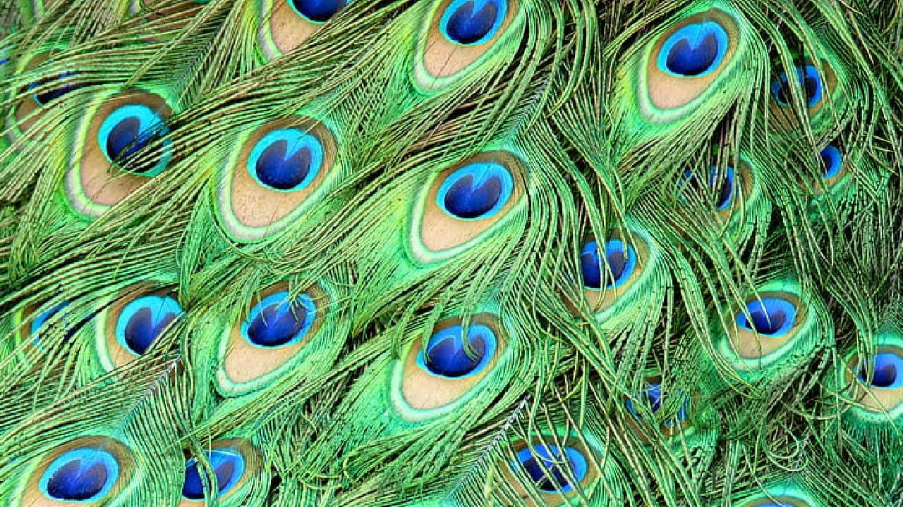 पावसाळ्यात मोरांच्या पिसांची चांगली वाढ होते आणि ही पिसं चांगली चमकदार दिसतात. या पिसांची वाढही चांगली झालेली असते. या काळात पिसं लांब आणि मोठी असतात. या काळात पिसांची पूर्ण वाढ झाल्याचे दिसून येते. या काळात मोर मोहक नृत्य करतो.