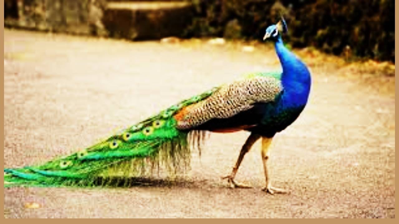 पण हा हंगाम संपला की पिसं गळायला सुरूवात होते. साधारणतः ऑगस्ट ते सप्टेंबर या काळात पिसं गळतात. एका मोराच्या शेपटीत साधारणतः 150 ते 200 पिसं असल्याचं मानलं जाते. ही पिसं घासली जातात. तसेच ही सांभाळण्यासाठी अधिक ऊर्जा लागते. त्यामुळे हळूहळू ही पिसं गळून पडतात.त्यानंतर पुन्हा पिसं येण्याची प्रक्रिया सुरू होते. 