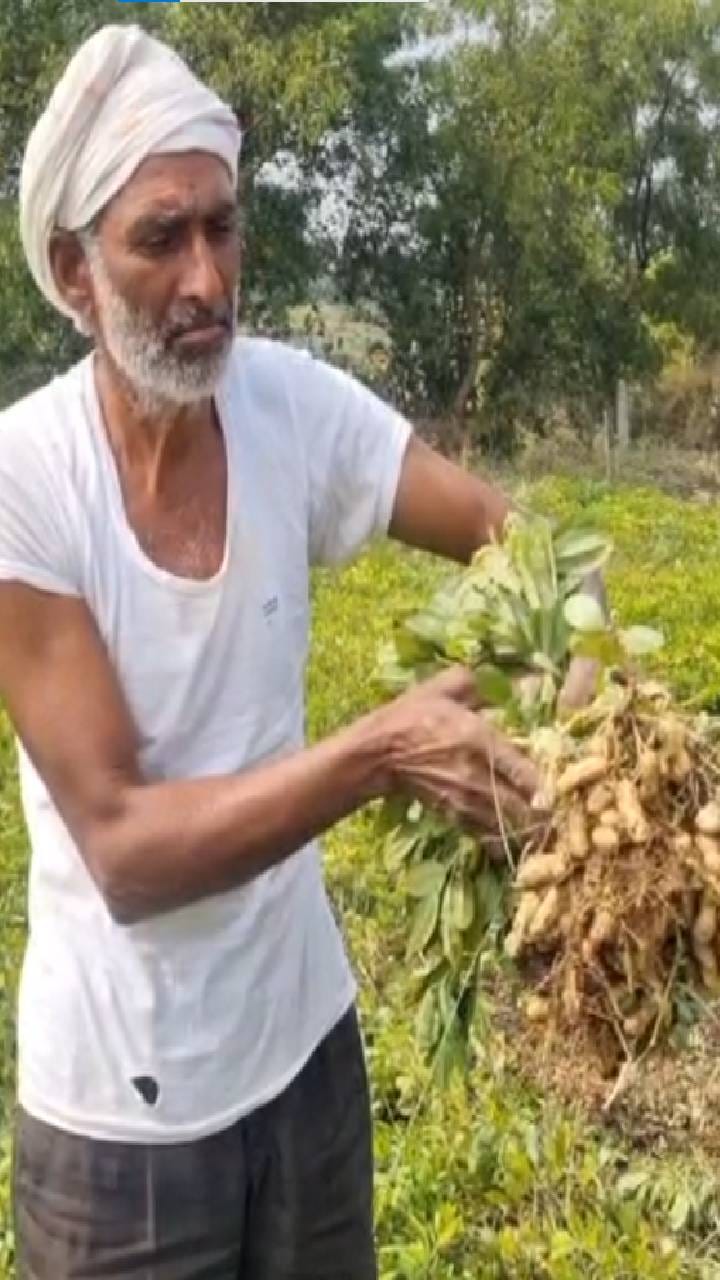 शेतकऱ्यांसाठी भुईमूग ठरतंय फायदेशीर; 8-10 हजारांचा खर्च अन् 40-50 हजारांचं उत्पन्न अपेक्षित 