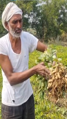 शेतकऱ्यांसाठी भुईमूग ठरतंय फायदेशीर; 8-10 हजारांचा खर्च अन् 40-50 हजारांचं उत्पन्न अपेक्षित .