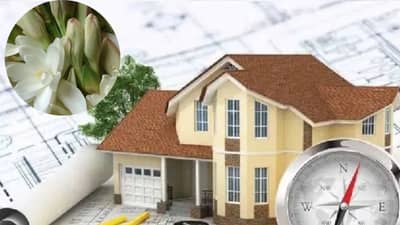Vastu Shastra : घराच्या या दिशेला लावा रजनीगंधाचे रोप; मिळेल पैसाच पैसा, नोकरी अन् व्यवसायातही यश