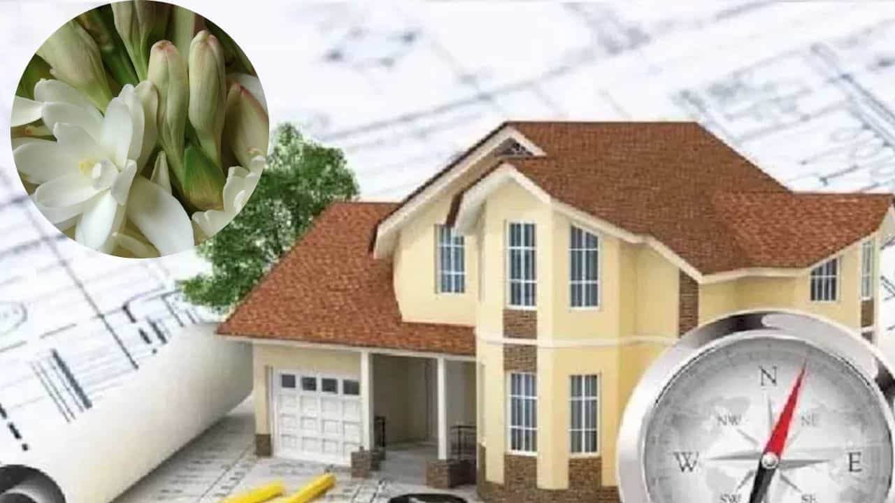 Vastu Shastra : घराच्या या दिशेला लावा रजनीगंधाचे रोप; मिळेल पैसाच पैसा, नोकरी अन् व्यवसायातही यश