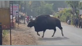 महाबळेश्वर मध्ये भर दिवसा रस्त्यावर अवतरला रानगवा.