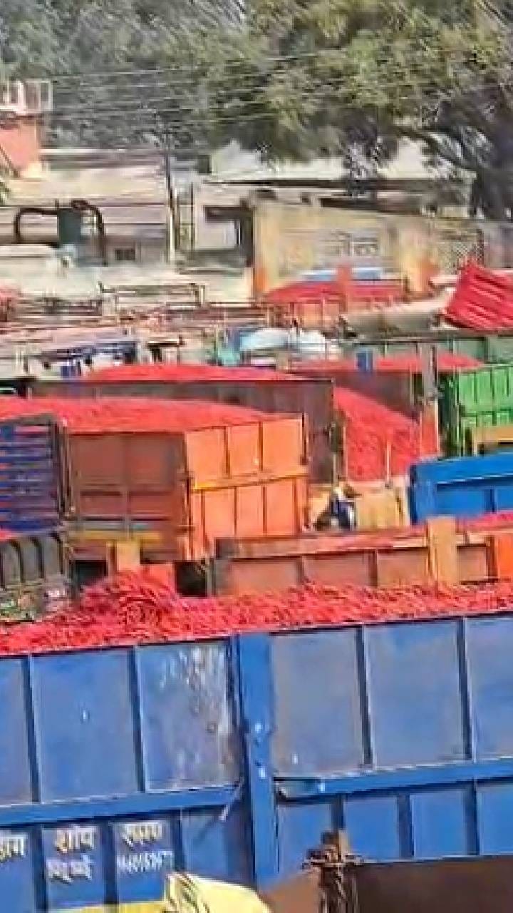 लाल मिरचीचा हंगाम शेवटच्या टप्प्यात आल्याने दरात वाढ