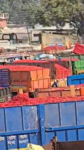लाल मिरचीचा हंगाम शेवटच्या टप्प्यात आल्याने दरात वाढ.