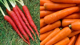 लाल आणि केशरी गाजरांमध्ये नेमका फरक काय? आरोग्यासाठी कोणतं फायदेशीर?.