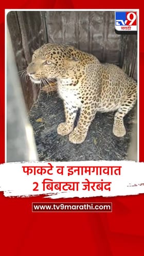 फाकटे व इनामगावात २ बिबट्या जेरबंद, शेतकऱ्यांना दिलासा.