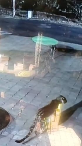 विदर्भाच नंदनवन म्हणून ओळख असलेला चिखलदऱ्यात बिबट्याचा मुक्त संचार.