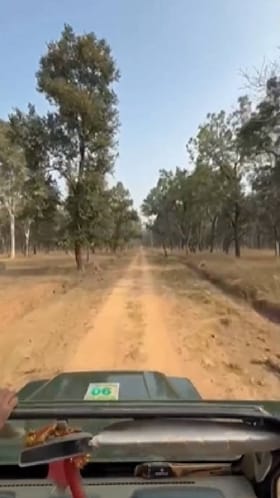 न्यूझीलंड संघाने जंगल सफारीचा घेतला आनंद....