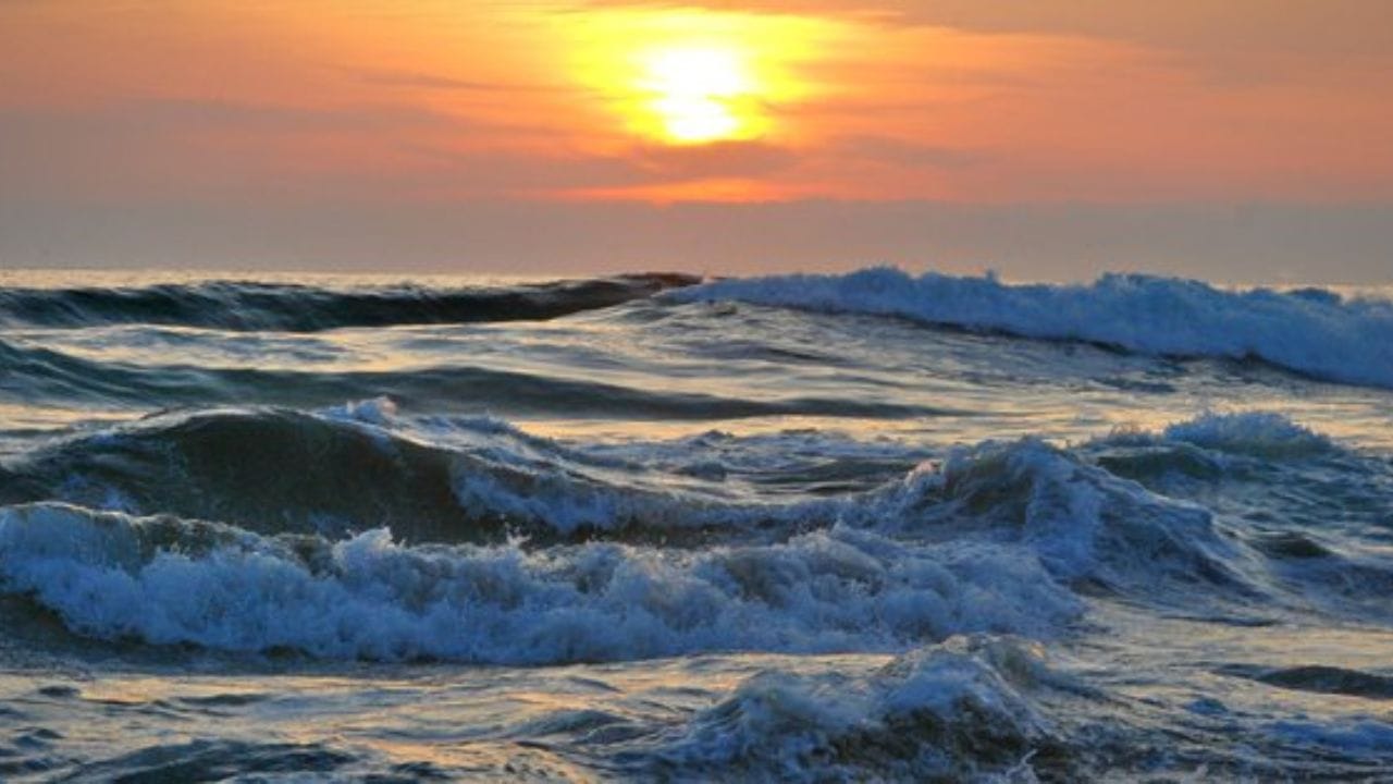 सारगासम शेवाळ : या समुद्राला 'सारगासो' हे नाव 'सारगासम' नावाच्या तपकिरी रंगाच्या शेवाळावरून मिळाले आहे. या समुद्राच्या पृष्ठभागावर हे शेवाळ मोठ्या प्रमाणावर तरंगताना दिसते, जे लांबून एखाद्या जमिनीसारखे भासते.