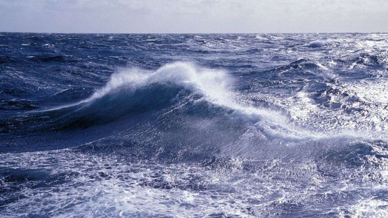 सागरी जीवांचे आश्रयस्थान : जमिनीला स्पर्श करत नसला तरी, हा समुद्र अनेक सागरी जीवांचे घर आहे. येथे आढळणारे शेवाळ मासे, खेकडे आणि समुद्री कासवांच्या विविध प्रजातींना संरक्षण आणि अन्न पुरवते.