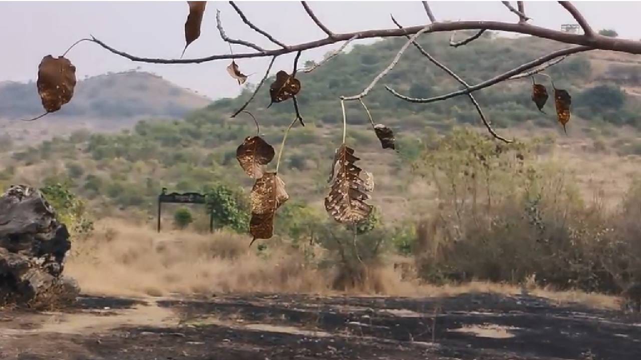 बीड शहरापासून काही अंतरावर सयाशी शिंदे यांनी सह्याद्री देवराई उभारली आहे. येथे हजारो झाडे लावण्यात आली आहेत. झाडांचे योग्य पद्धतीने संगोपन केले आहे. येथे मोठ्या प्रमाणावर हिरवळ होती.