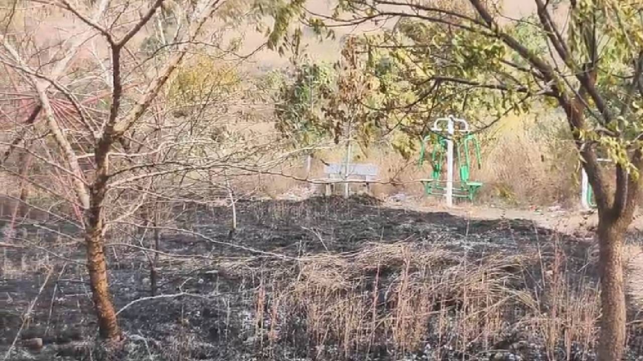 सयाजी शिंदे यांच्या पुढाकारातून आणि वनविभागाच्या सहकार्यातून बीडच्या पालवन शिवारातील सह्याद्री देवराई प्रकल्पात झाडं लावण्यात आली होती.