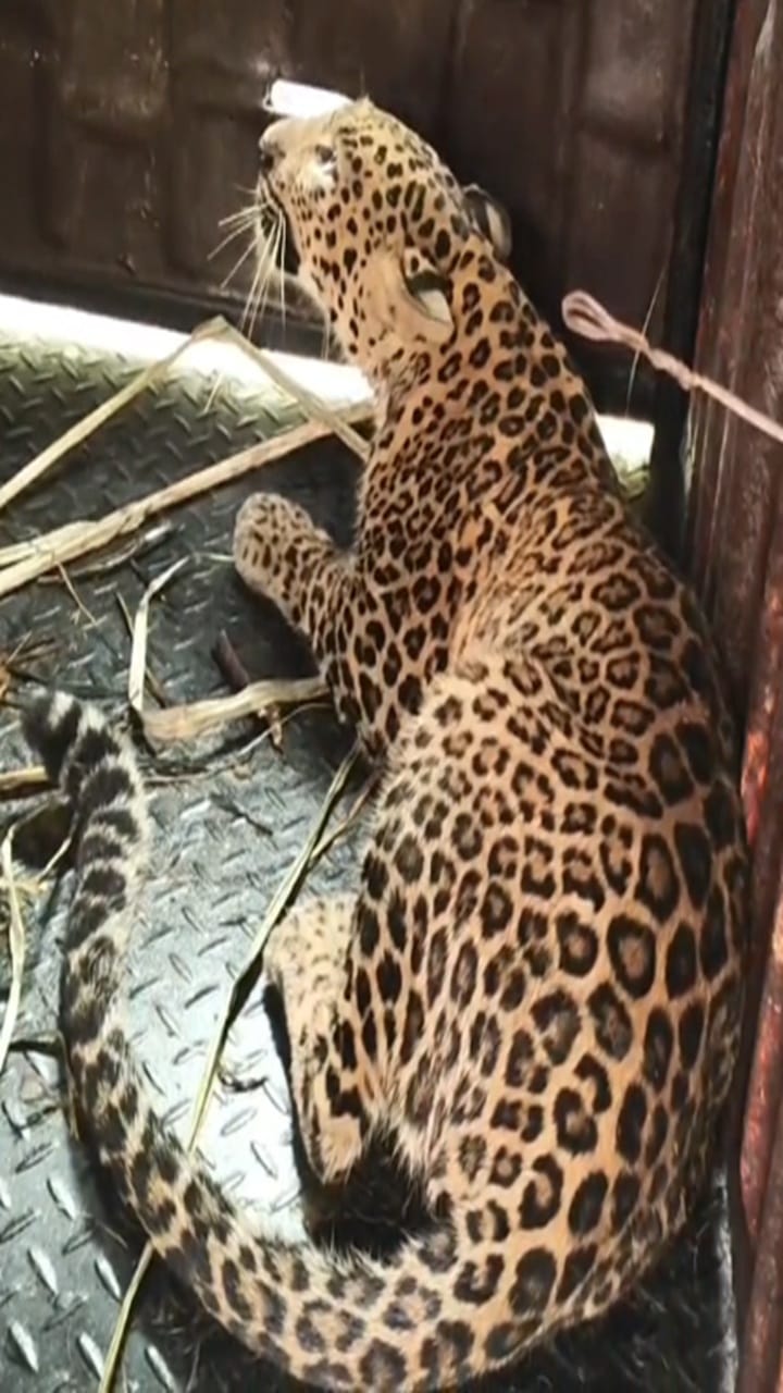 Shirur : हुश्श! काठापूर खुर्दमध्ये बिबट्याला जेरबंद करण्यात यश, पाहा व्हीडिओ