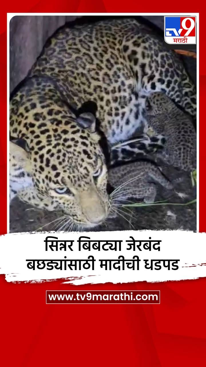 सिन्नर बिबट्या जेरबंद; बछड्यांसाठी मादीची धडपड