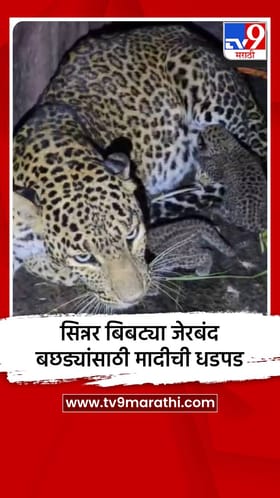 सिन्नर बिबट्या जेरबंद; बछड्यांसाठी मादीची धडपड.