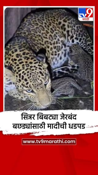 सिन्नर बिबट्या जेरबंद; बछड्यांसाठी मादीची धडपड