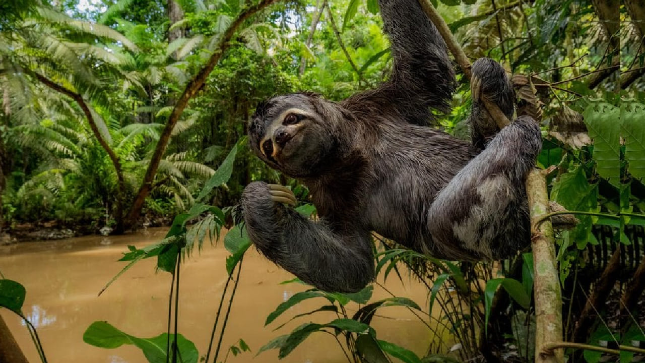 स्लॉथला जगातील सर्वात आळशी प्राणी आहे. हा प्राणी प्रामुख्याने उष्णकटिबंधीय जंगलांमध्ये आढळतो. स्लॉथ हा एका दिवसामध्ये सुमारे 20 तास झोपेत घालवतो.