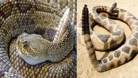 Snake Facts:सापाने शेपटी मारल्यानंतर मृत्यू होतो का? काय आहे सत्य वाचा.