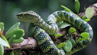 साप पुन्हा तुमच्या घरात कधीच येणार नाही, फक्त 50 रुपये खर्च, सर्वांना माहिती असावी अशी सोपी ट्रीक