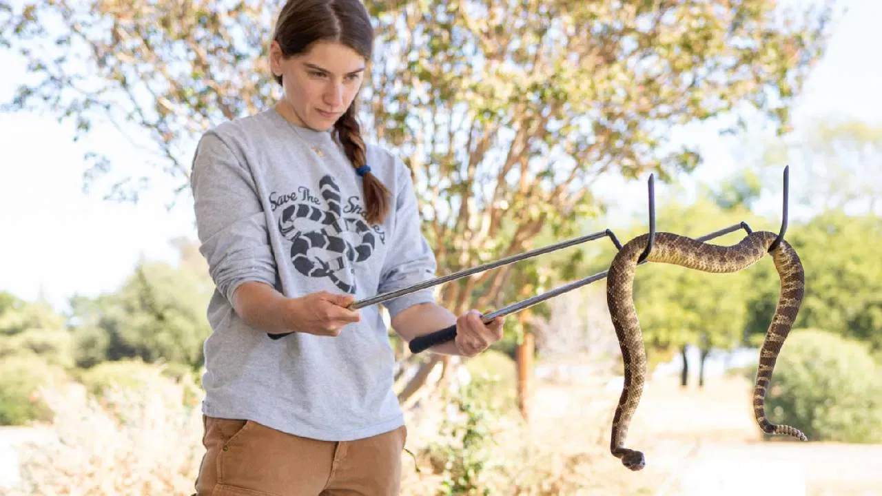 काही लोकांना सापाच्या संपर्कानंतर (चावा किंवा फटका) डोकेदुखी किंवा ताप येतो, असे सांगितले जाते. याची कारणे मात्र वेगळी असू शकतात.