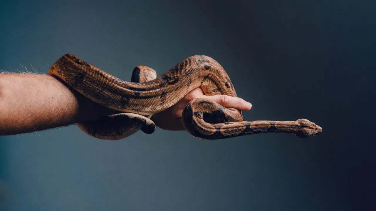 मानसिक तणाव आणि भीती: सापाचा अनुभव अतिशय भयावह असतो. यामुळे शरीरात अॅड्रेनालिन हार्मोनची पातळी वाढते, ज्यामुळे डोकेदुखी किंवा ताप येऊ शकतो. संसर्गाची शक्यता: सापाच्या शेपटीचा फटका बसला किंवा चावा घेतला तर त्वचेवर ओरखडे किंवा जखम होऊ शकते. त्यातून जीवाणूंचा संसर्ग होऊन ताप येऊ शकतो. व्यक्तिगत संवेदनशीलता: काही लोकांना किरकोळ तणाव किंवा दुखापतीनेच ताप किंवा डोकेदुखी होते.