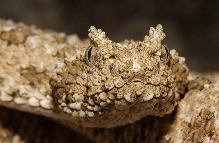 मात्र, सापाच्या शेपटीत विष नसते. शेपटी फक्त स्वसंरक्षणाची यंत्रणा आहे, त्यामुळे तिच्या फटक्याने माणूस बेशुद्ध होत नाही, ताप येत नाही किंवा मृत्यूही होत नाही. ही स्पष्ट माहिती एका सर्प मित्राने दिली आहे.