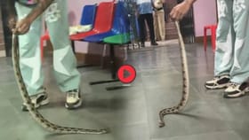 Video: मतदारांच्या आधी केंद्रावर सापच पोहोचला! चेंबूरमध्ये काय घडलं?.