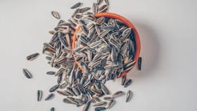 सूर्यफूलाच्या बिया त्वचेसाठी कसे फायदेशीर ठरतात?.