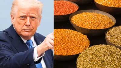GK - अमेरिकेतून भारत कोण-कोणत्या डाळी मागवतो? ज्यावर मोदी सरकारनं लावलाय 30 टक्के टॅरिफ