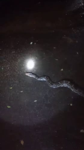 दहा फूट लांबीचा अजगर, व्हिडीओ व्हायरल.