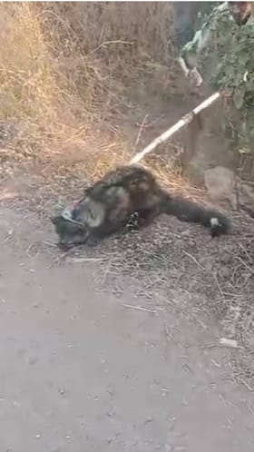 उदमांजर विजेच्या खांबावर चढले.