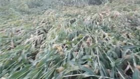 अवकाळी पावसामुळे दरडवाडीतील ज्वारी पिकाचे मोठे नुकसान, पंचनाम्याची मागणी.