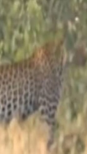 उरण : रानसई, बारापारा जंगल परिसरात बिबट्याचा वावर, नागरिकांमध्ये भीतीचे वातावरण.