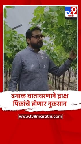 लासलगाव (नाशिक): वातावरणातील बदलामुळे द्राक्ष उत्पादक शेतकऱ्यांची डोकेदुखी वाढली.