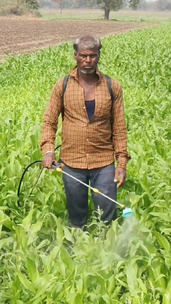 धुळे जिल्ह्यात रब्बी हंगामातील हरभरा आणि मका ही पिकं धोक्यात