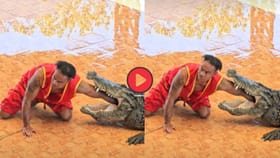 Video: भावाने मगरीच्या तोंडात घातला हात, नंतर घडलं असं काही की...