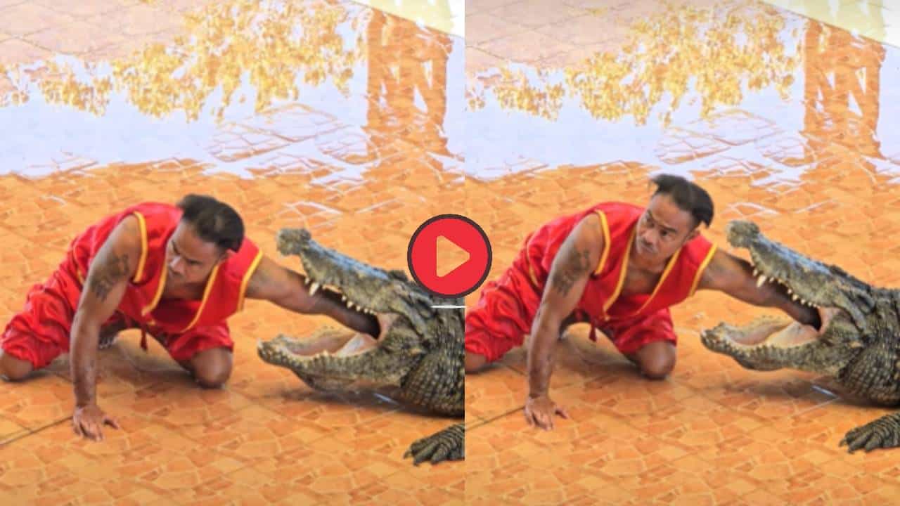 Video Viral: भावाने मगरीच्या तोंडात घातला हात, नंतर घडलं असं काही की... व्हिडीओ पाहून हादरून जाल!