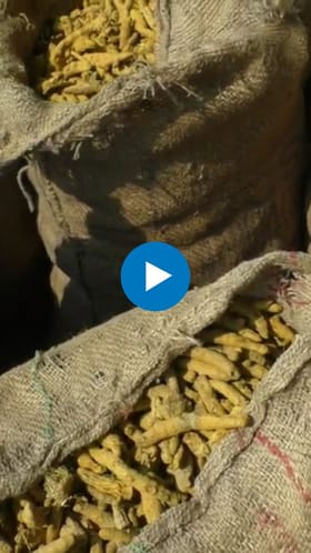 हळदीच्या दरात घसरणीमुळे शेतकरी हवालदिल; बाजार समितीत तीव्र नाराजी.