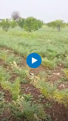 ढगाळ वातावरणामुळे हरभरा पिकावर संकट.