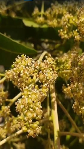 गावरान आंब्यांना चांगला मोहोर; यंदा मुबलक आंबे खायला मिळणार.