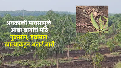 ऐन उन्हाळ्यात आभाळच फाटलं... अवकाळीच्या दणक्याने द्राक्षांपासून आंब्यांपर्यत नुकसानच नुकसान