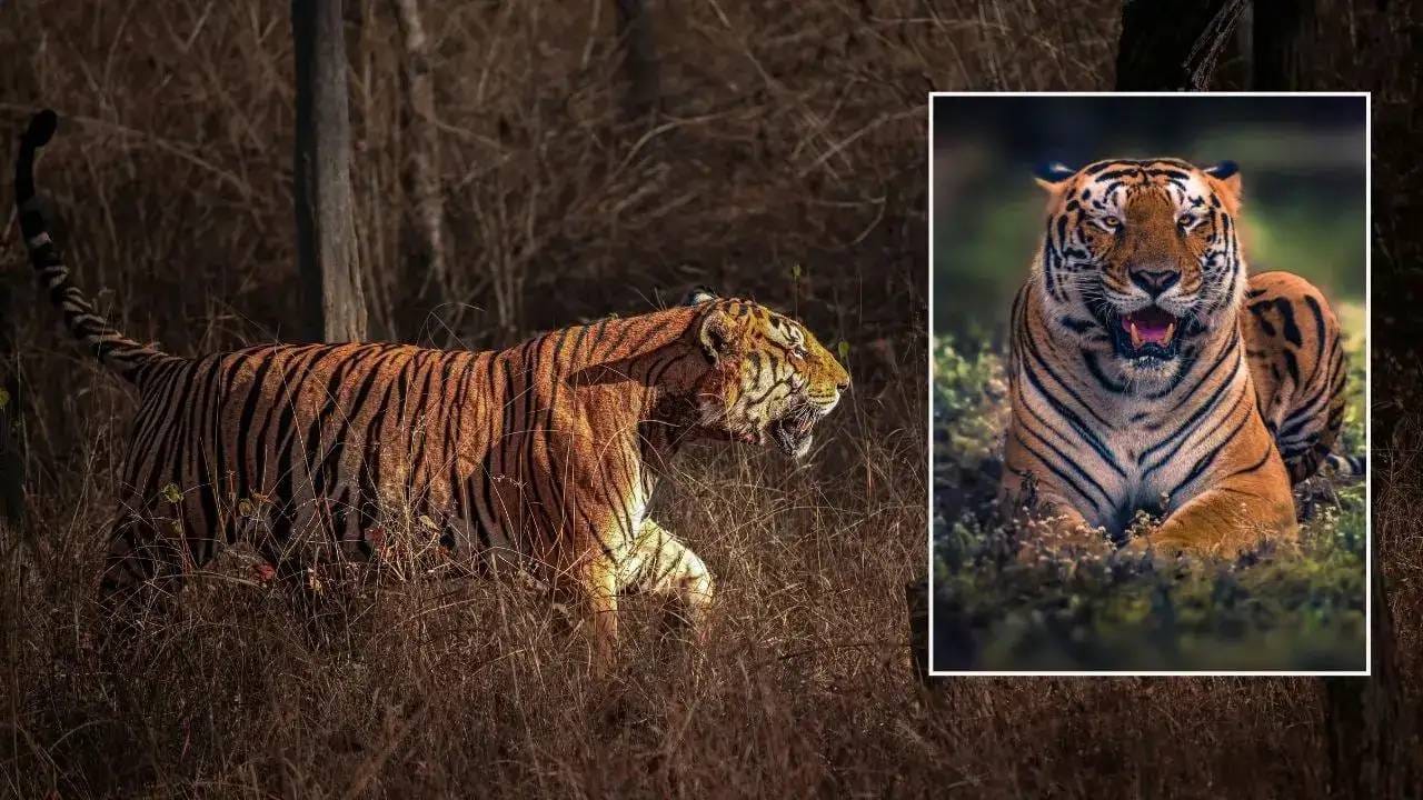 ब्रिटिश काळात बंगालचे विभाजन झाले. पश्चिम बंगाल आणि पूर्व बंगाल असे विभाजन झाले. हे विभाजान हिंदू-मुस्लिम आधारावर झाले. पुढे मुस्लिम बंगाल हा पूर्व पाकिस्तान झाला. तर 1971 मध्ये पाकिस्तानशी युद्धानंतर हा भाग स्वतंत्र झाला आणि त्याला बांग्लादेश असे नाव देण्यात आले. हा देश पश्चिम बंगाल या राज्याला लागूनच असून दोघांची भाषा बांगला हीच आहे. 