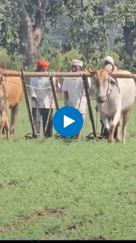 हरभरा पिकांवर कीड; आर्थिक नुकसानीने शेतकरी चिंतेत.