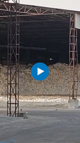 खुल्या बाजारात कापसाला अधिक दर; सीसीआयच्या खरेदी केंद्रांवर शुकशुकाट.